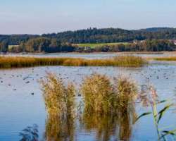 Monastic Island is also popular for vegetations. A natural reserve named Wollmatinger Ried is located adjacent to the island. A reserve is a stopover 